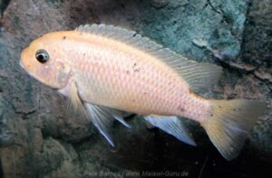 Metriaclima fainzilberi 'Hongi Island'